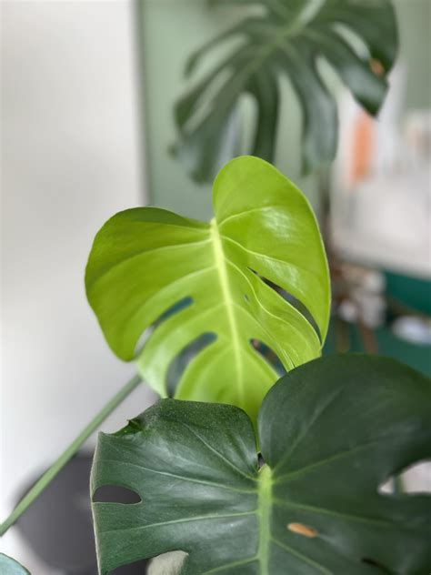 客廳龜背芋|龜背芋風水大解析：招財、除煞、淨化空氣，居家辦公。